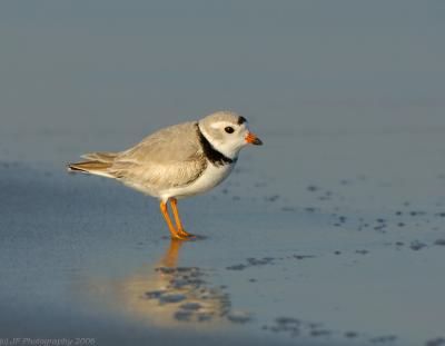 JFF0492 Piping Plover Sand Bubbles