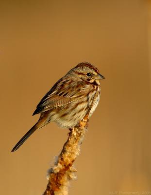 Song Sparrow on Cat Tail at Dawn