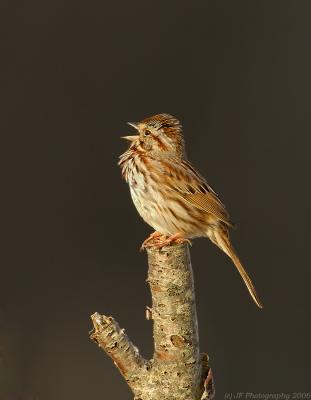 Song Sparrow Singing