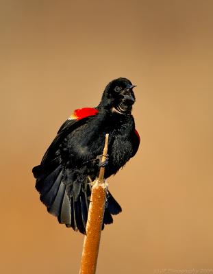 _JFF0801 Red Wing Black Bird  on Cat Tail