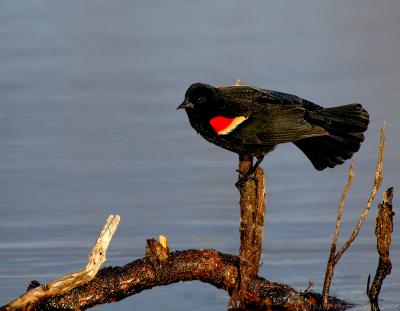 _JFF0814 Red Wing Black Bird  Perched Above Water In Progress.jpg