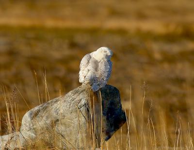 _JFF0888 Snowy Owl Pewrched on Rock