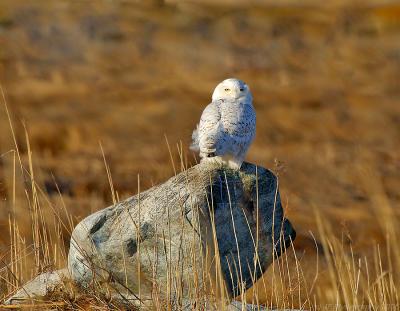 _JFF0902 Snowy Owl Perched On Rock