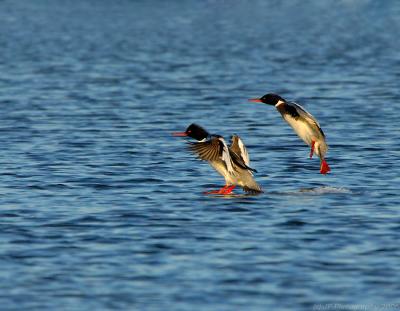 _JFF0827 Red Breasted  Mergansers Landing