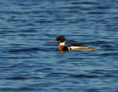 _JFF0841 Red Breasted Merganser Male Swimming