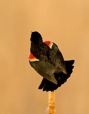 Red Wing Blackbird at Dawn on Cat Tail