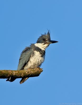 265 Belted Kingfisher Male After a Plunge