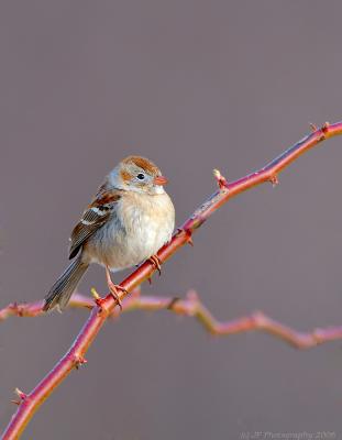 Field Sparrow on Thorns