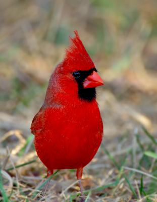 Cardinal Male at Evening