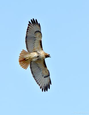 Red Tail Hawk in Flight~Underside