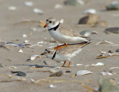 JFF1546 Piping Plovers Breeding 1