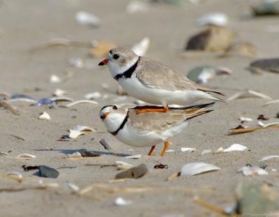 Piping Plovers Breeding. Are You Finished Yet?