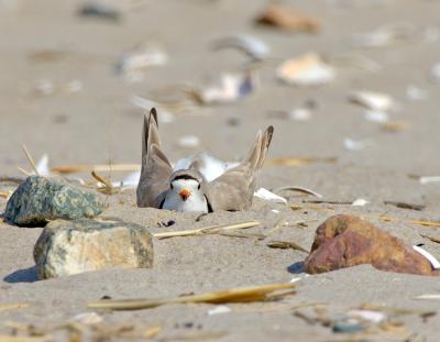 JFF1621 Piping Plover Diging Nest Scrape