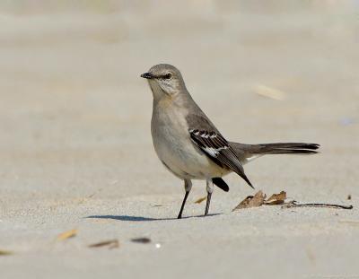 _JFF1778 Mockingbird on the Beach