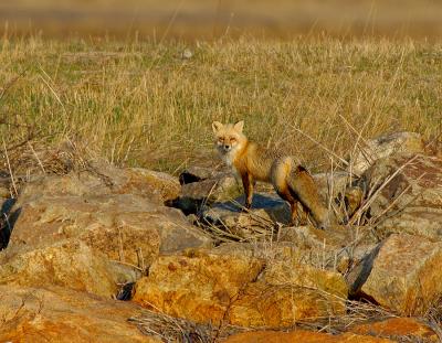 _JFF1486  Red Fox on Dike