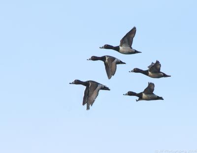 270 Ring Neck Ducks in Flight