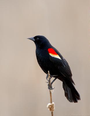 Red Wing Blackbird on Cat Tail