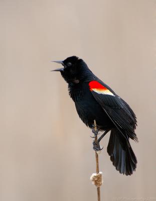 Red Wing Blackbird on Cat Tail