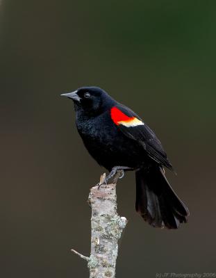 Red Wing Blackbird~Cloudy Evening