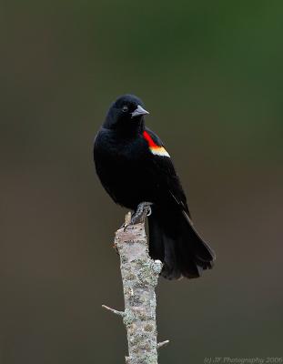 Red Wing Blackbird~Cloudy Evening
