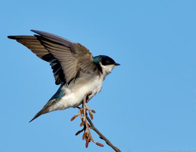 Tree Swallow Steadying Itself