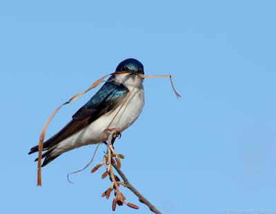 Tree Swallow ~ Nesting materials