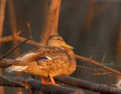 _JFF6086 Sunset Mallard Duck Female.jpg