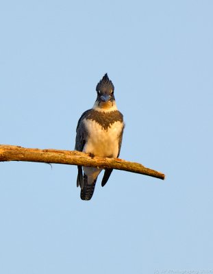 Belted Kingfisher, Creek Brook, Haverhill, Massachusetts