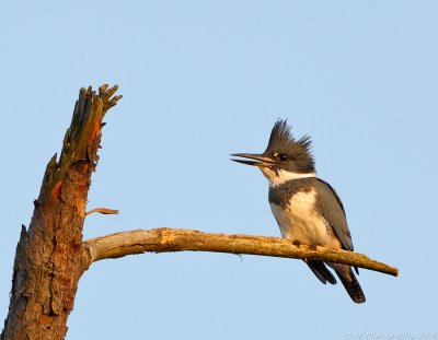 Belted Kingfisher