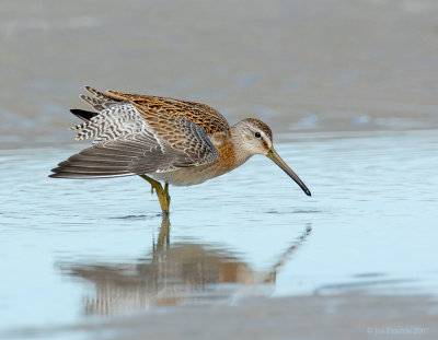 _JFF0001 Dowitcher in Sand Flat Pool.jpg