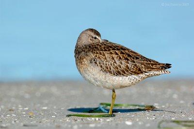 _JFF0567 Dowitcher sleeping on Sand Flats.jpg