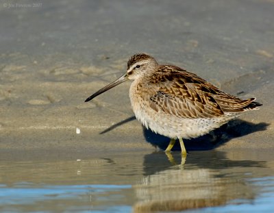 _JFF0680 Dowitcher at Tide Pool.jpg