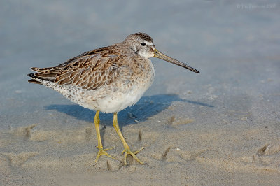 _JFF0684 Dowitcher Showing Feet.jpg