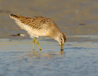 _JFF8043 Dowitcher Feeding Tidal Pool.jpg