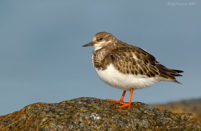 ruddy_turnstones