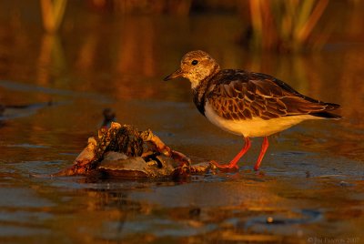 _JFF2360 Ruddy Turnstone ~ Bay Side at Sunbset.jpg