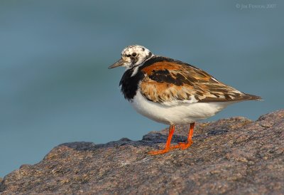 _JFF8519 Ruddy Turnstone NE Jetty.jpg