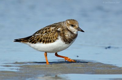 _JFF9995 Ruddy Turnstone on Beach Tidal Flats.jpg