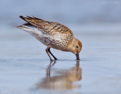 _JFF0539 Dunlin Feeding Oceans Edge.jpg