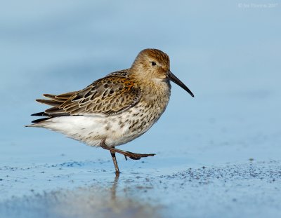 _JFF0634 Dunlin Strut.jpg