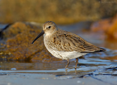 _JFF1489 Dunlin Bay Side Morning.jpg