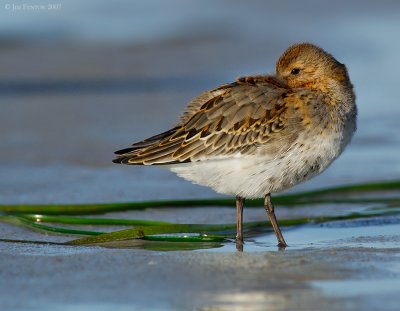_JFF2703 Dunlin at Rest ~ Sand Flats.jpg