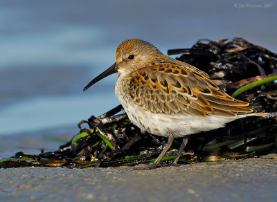 _JFF2727 Dunlin at Sand Flat Wrack.jpg