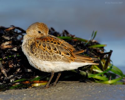 _JFF2733 Dunlkin at Sand Flat Wrack Late Afternoon.jpg