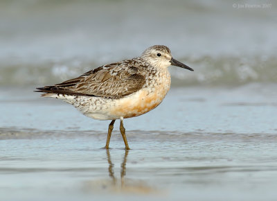_JFF0134 Adult Red Knot First Returning.jpg