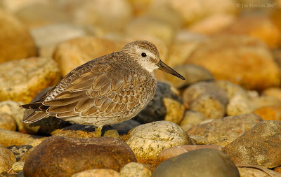 _JFF2851 Red Knot Late Afternoon Bay Rubble.jpg