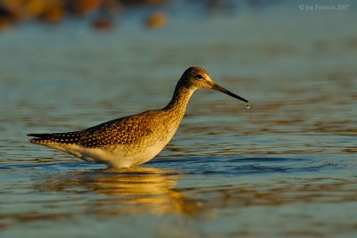 _JFF2276 Yellow Legs Feeding Bay Side.jpg