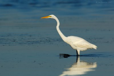 _JFF9780 Great Egret Wading.jpg