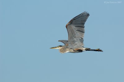 _JFF9849 Great Blue Heron Flight.jpg