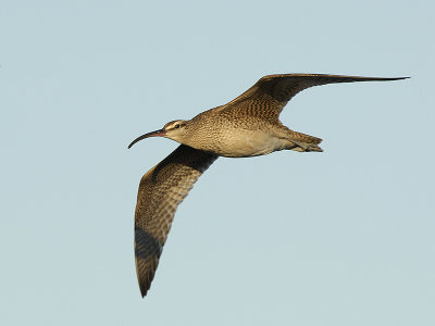 Whimbrel in Flight.jpg